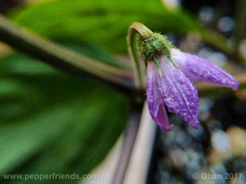 rocoto-oval_001_fiore_01.jpg