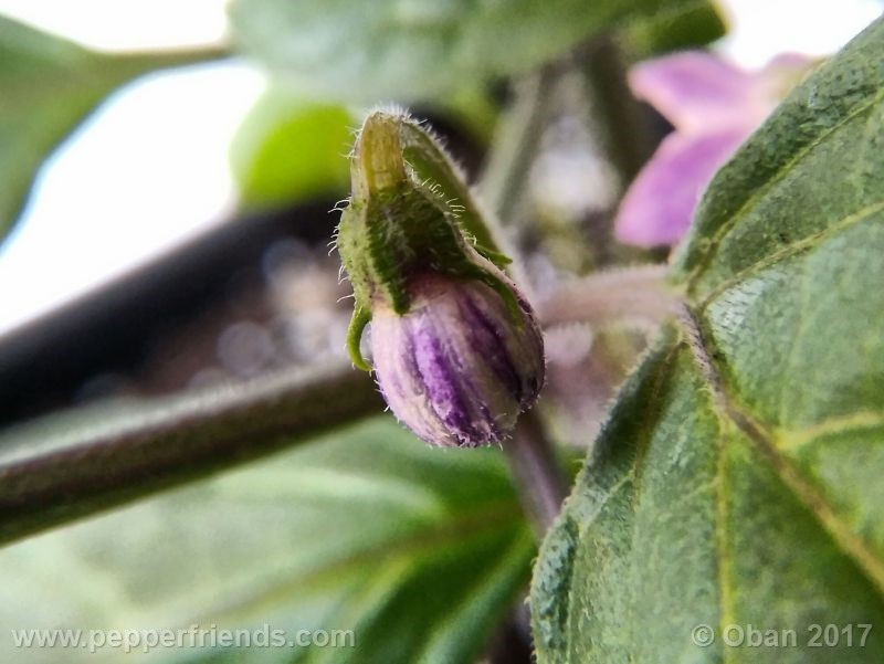 rocoto-oval_001_fiore_02.jpg