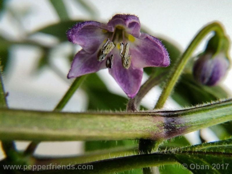 rocoto-oval_001_fiore_04.jpg