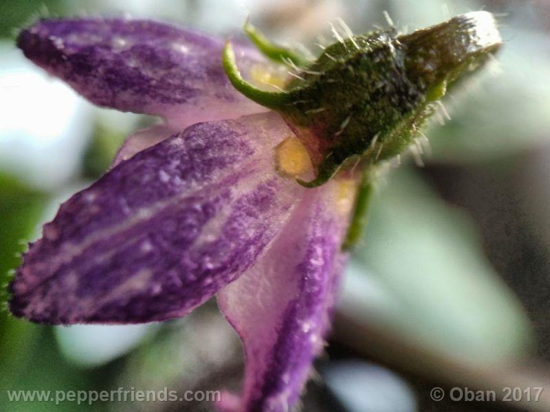 rocoto-oval_001_fiore_07.jpg