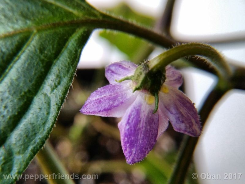 rocoto-oval_001_fiore_08.jpg