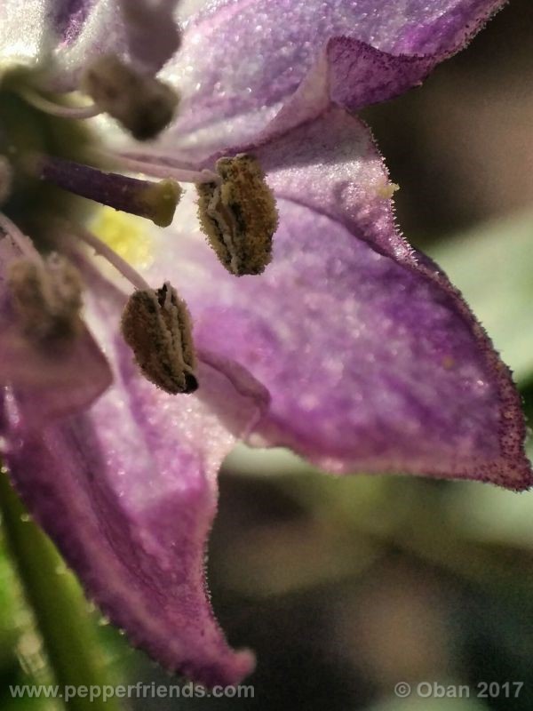 rocoto-oval_001_fiore_09.jpg