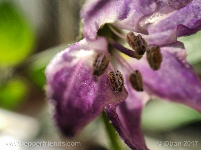 rocoto-oval_001_fiore_10.jpg