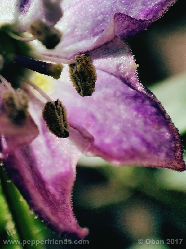 rocoto-oval_001_fiore_13.jpg