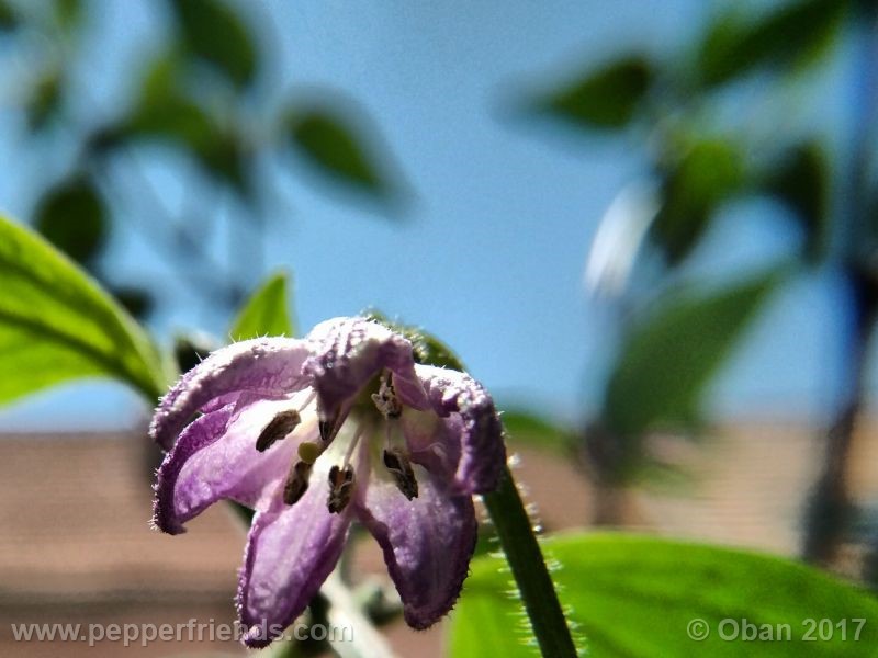 rocoto-oval_001_fiore_14.jpg