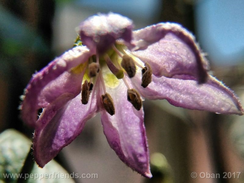 rocoto-oval_001_fiore_17.jpg