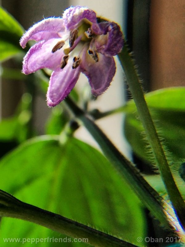 rocoto-oval_001_fiore_18.jpg