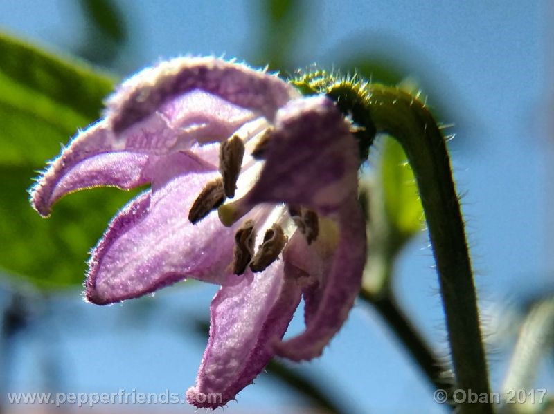 rocoto-oval_001_fiore_19.jpg