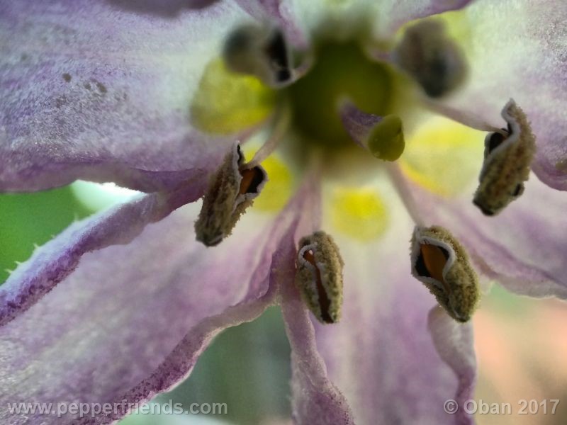 rocoto-oval_001_fiore_22.jpg