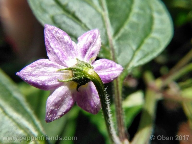 rocoto-oval_001_fiore_30.jpg