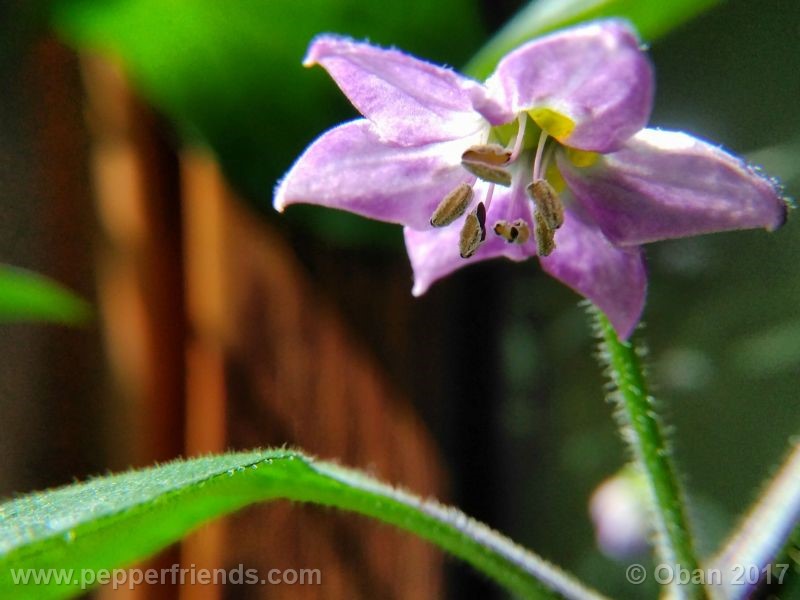 rocoto-oval_001_fiore_31.jpg