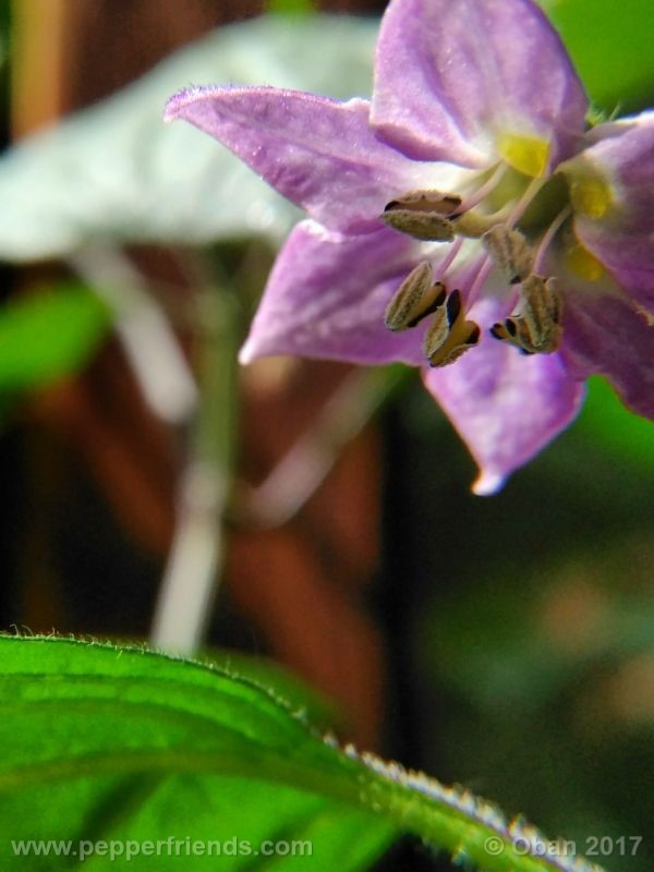 rocoto-oval_001_fiore_32.jpg