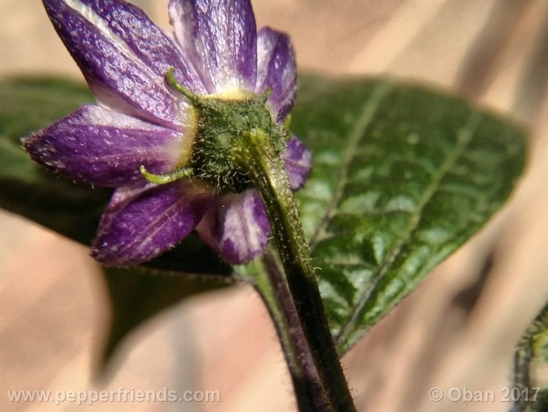 rocoto-oval_001_fiore_33.jpg