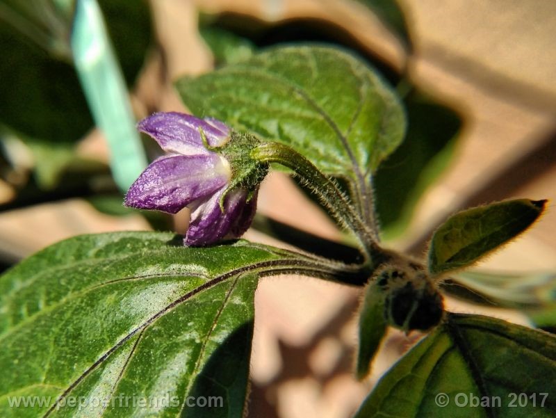 rocoto-oval_001_fiore_34.jpg