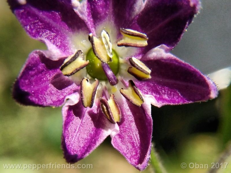 rocoto-oval_001_fiore_35.jpg