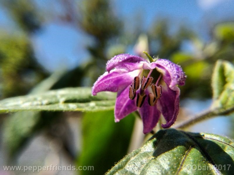 rocoto-oval_001_fiore_36.jpg