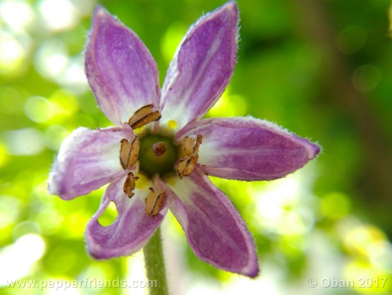 rocoto-oval_001_fiore_38.jpg