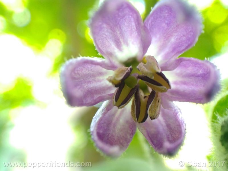 rocoto-oval_001_fiore_39.jpg