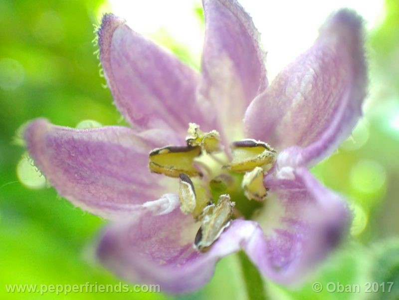 rocoto-oval_001_fiore_40.jpg