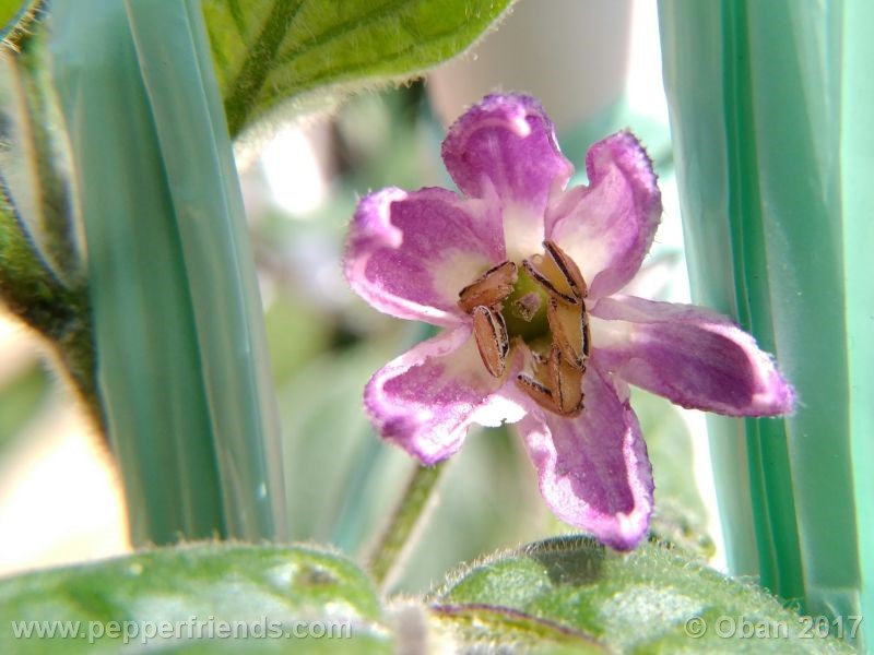 rocoto-oval_001_fiore_41.jpg