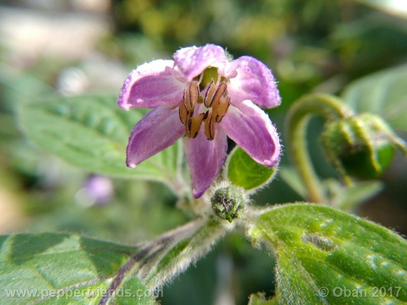 rocoto-oval_001_fiore_42.jpg