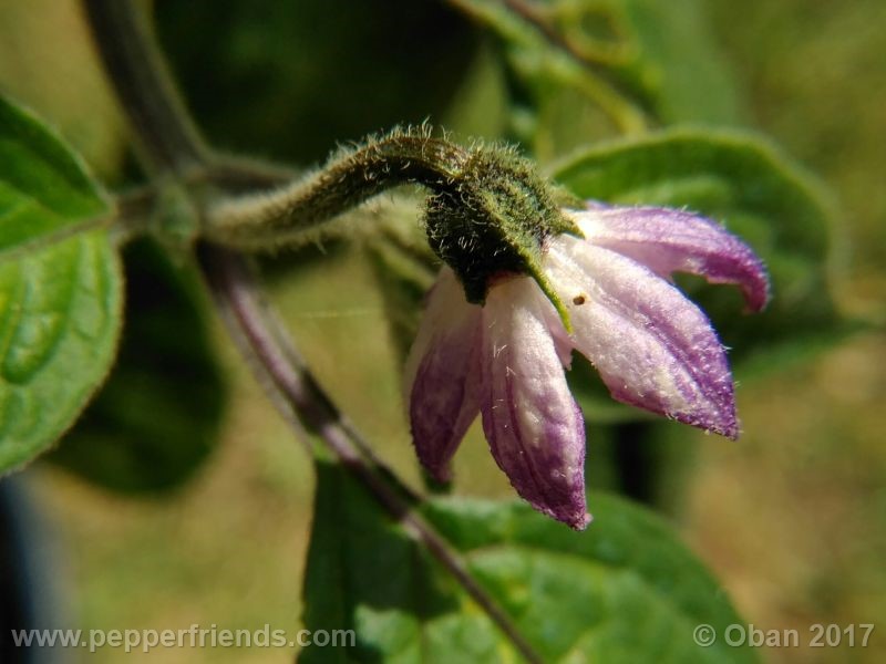 rocoto-oval_001_fiore_43.jpg