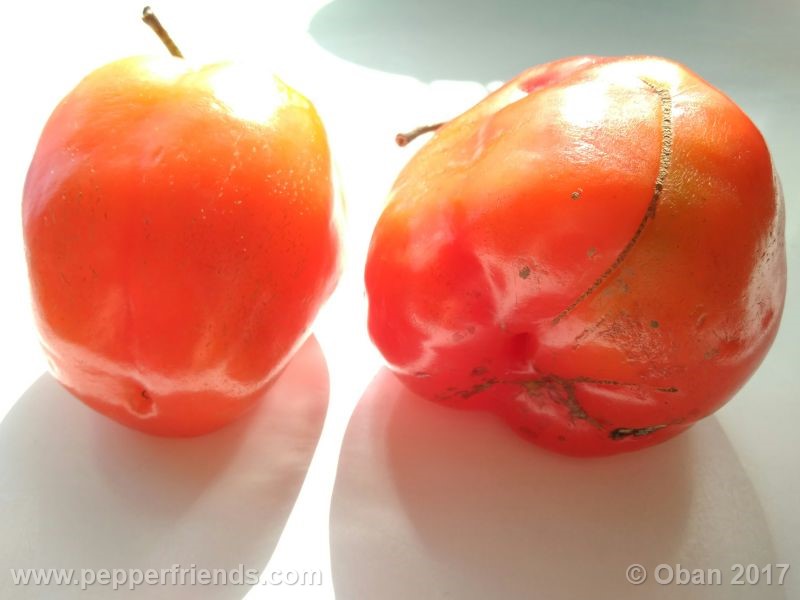 rocoto-oval_001_frutto_11.jpg