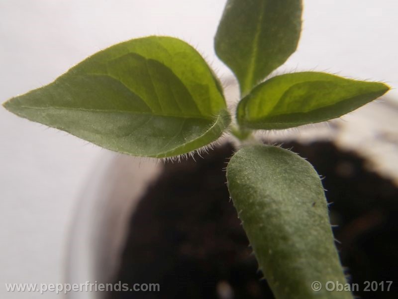 rocoto-oval_001_pianta_06.jpg