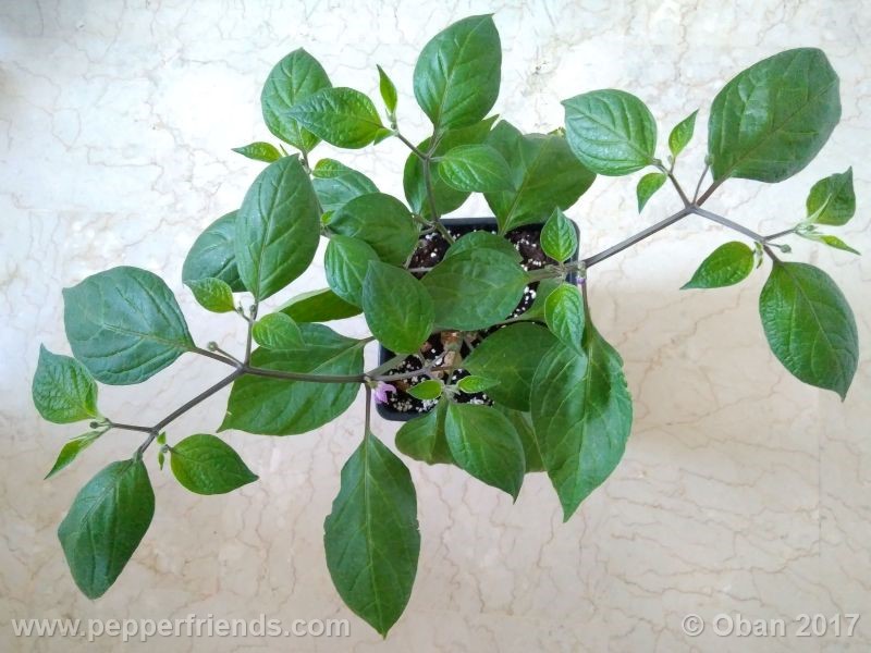 rocoto-oval_001_pianta_15.jpg