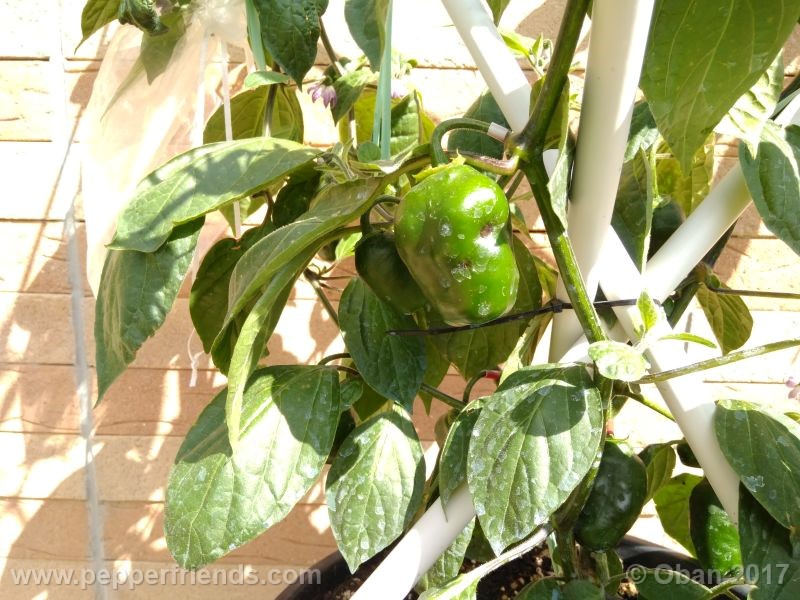 rocoto-oval_001_pianta_23.jpg