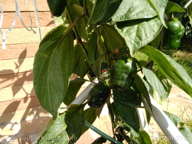 rocoto-oval_001_pianta_25.jpg