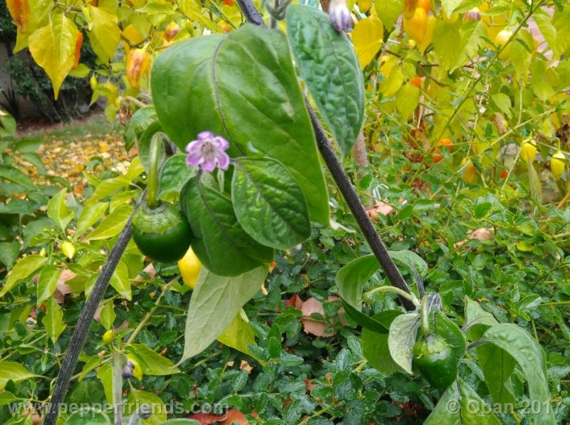 rocoto-oval_001_pianta_40.jpg