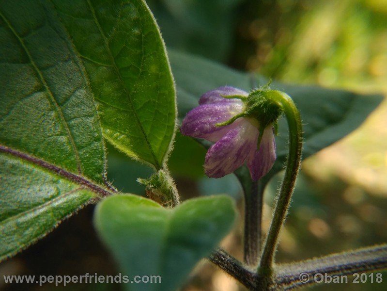 rocoto-oval_002_fiore_01.jpg