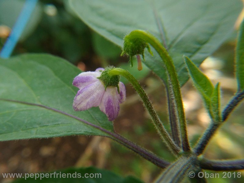 rocoto-oval_002_fiore_02.jpg