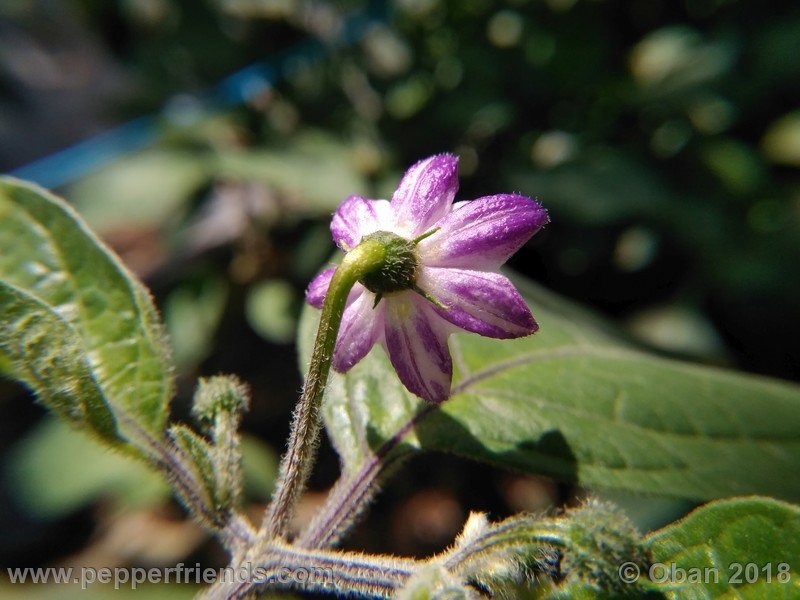 rocoto-oval_002_fiore_03.jpg