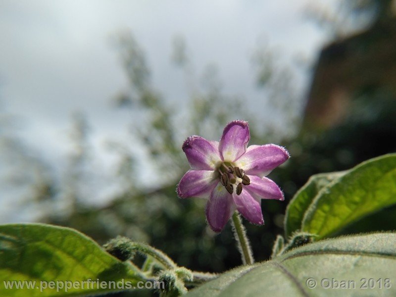 rocoto-oval_002_fiore_04.jpg