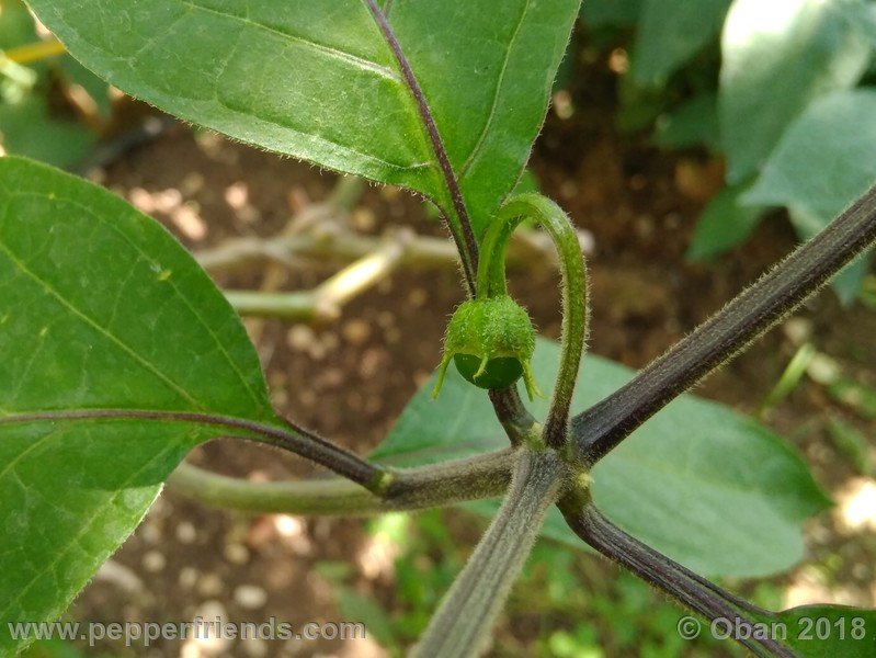 rocoto-oval_002_frutto_01.jpg