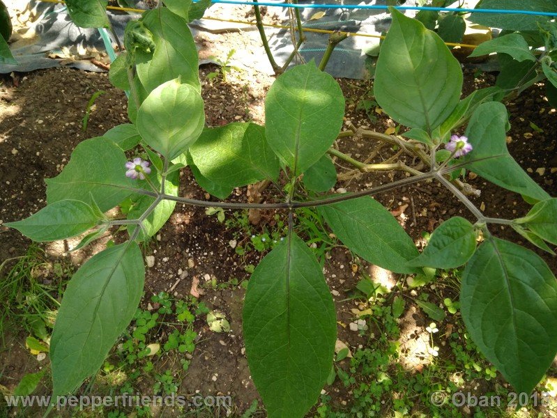 rocoto-oval_002_pianta_02.jpg