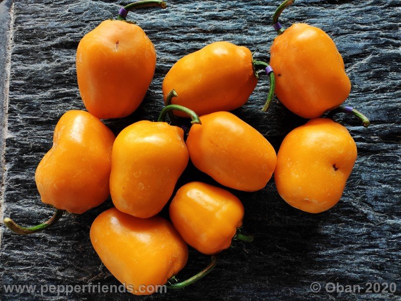 https://www.pepperfriends.org/uploads/rocoto-peru-8969/001/rocoto-peru-8969_001_frutto_09.jpg