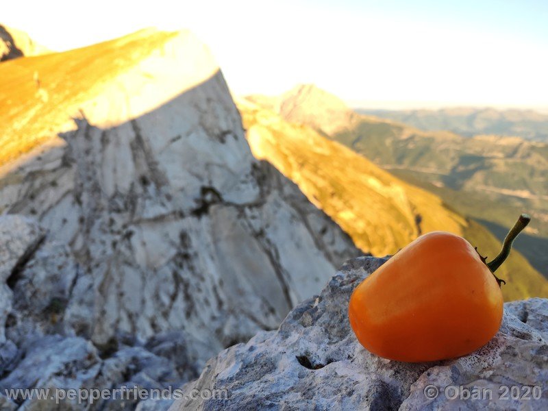 rocoto-peru-8969_001_frutto_13.jpg