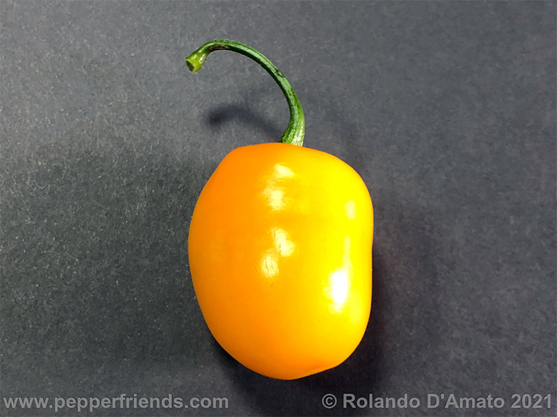 https://www.pepperfriends.org/uploads/rocoto-pisac-orange/001/rocoto-pisac-orange_001_4_3.jpg