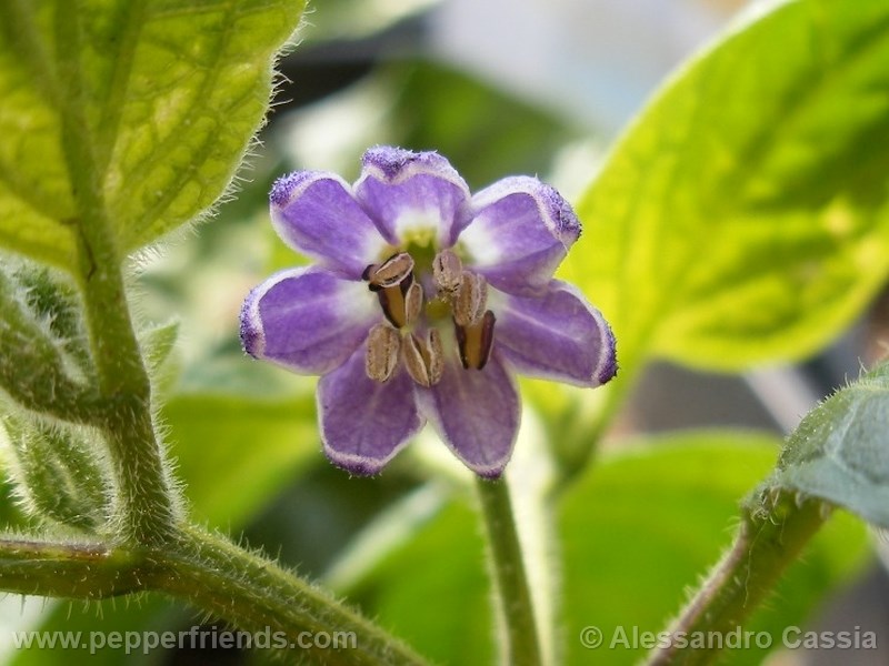 rocoto-ponore_001_fiore_01.jpg