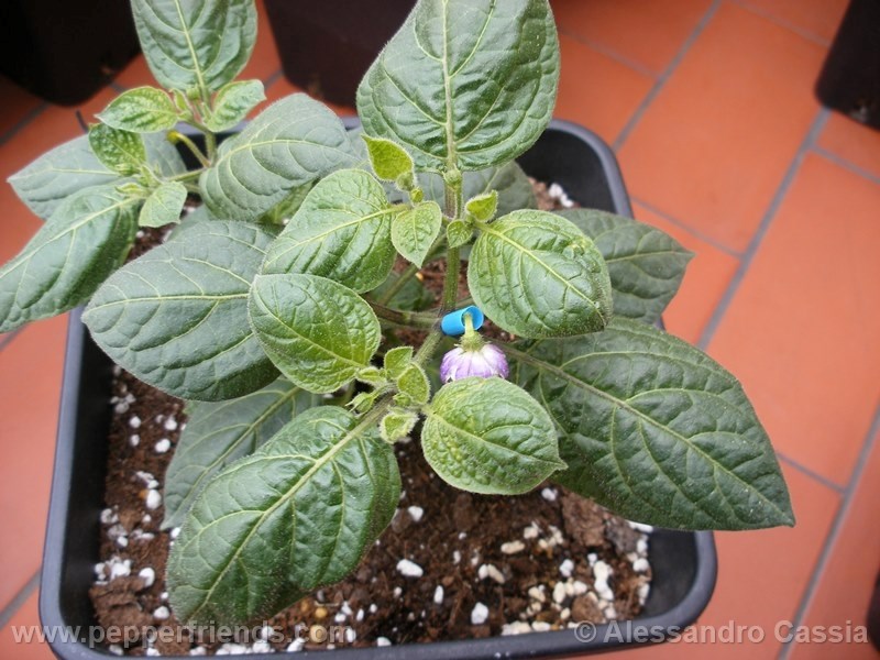 rocoto-ponore_001_pianta_02.jpg