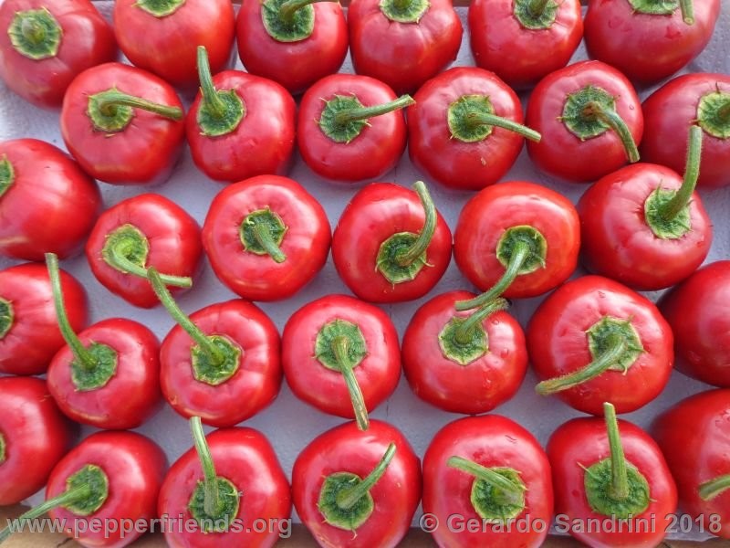 rocoto-ponore_002_5_DSC07313.jpg