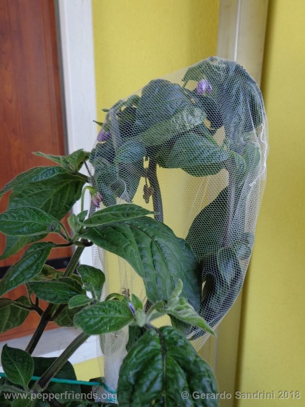 rocoto-ponore_002_DSC05720.jpg
