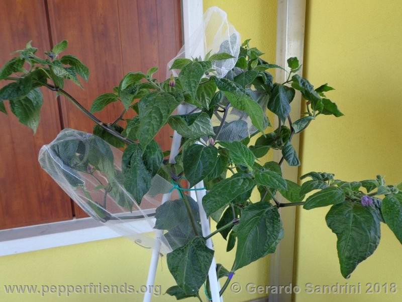 rocoto-ponore_002_DSC05726.jpg