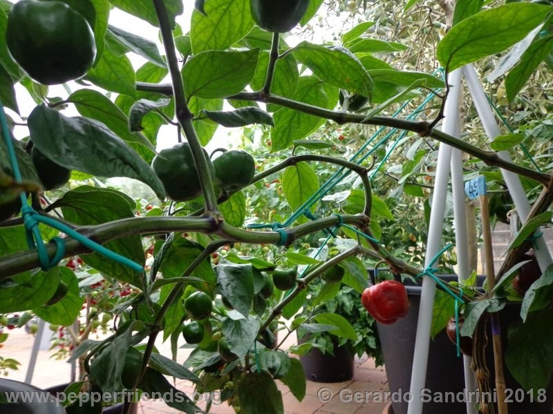 rocoto-ponore_002_DSC06837.jpg