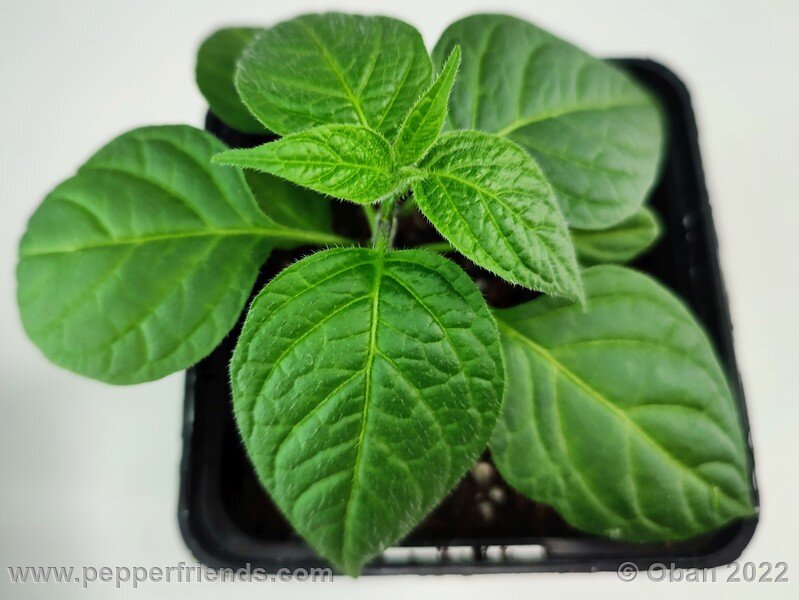 rocoto-puno-blanco_001_1_1685743322_Peperoncini2022-0111.jpg