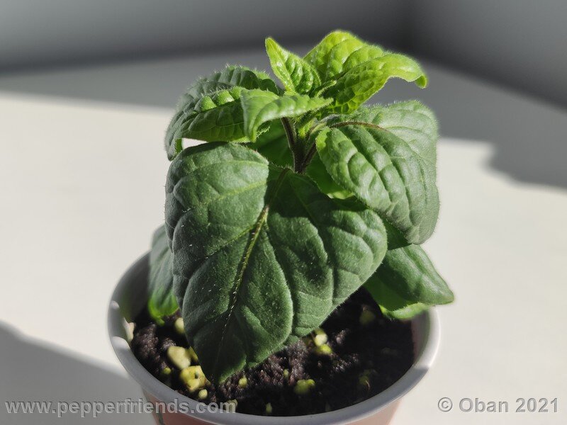 rocoto-puno-pica-orange_001_pianta_02.jpg