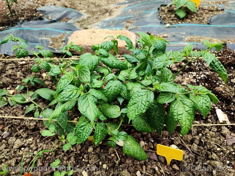 rocoto-puno-pica-orange_001_pianta_07.jpg
